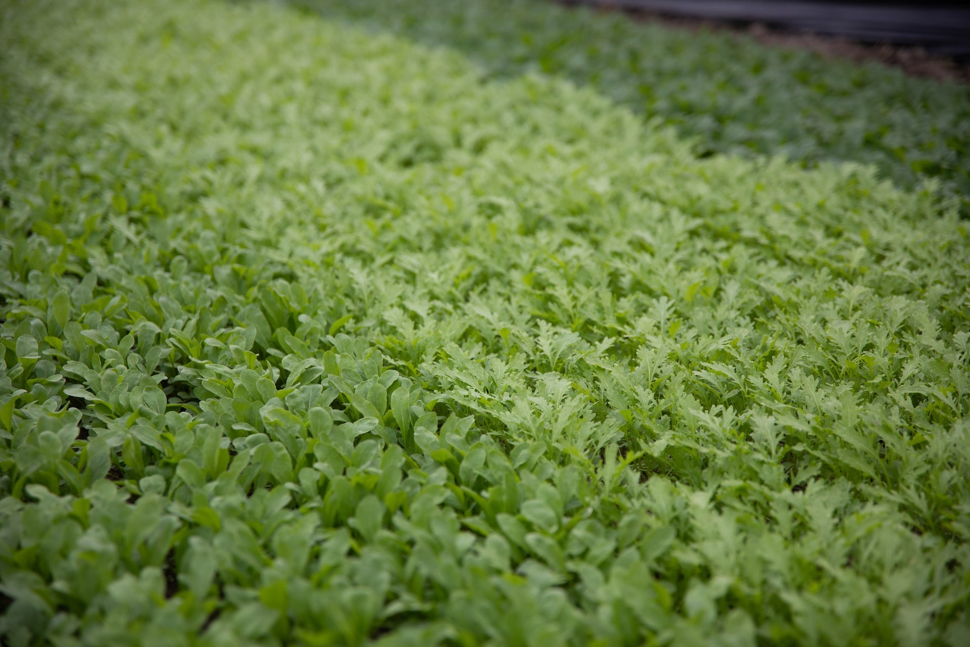 ベビーリーフ Amazon.co.jp: Nakahara Seeding Factory Baby Leaf Lettuce Mix
